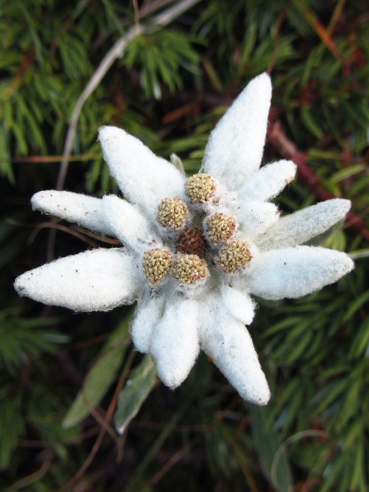 Destination Switzerland Plants 09 2