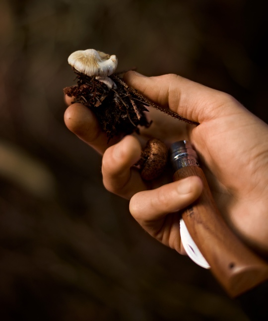 06 The Cambrian Mushroom Foraging