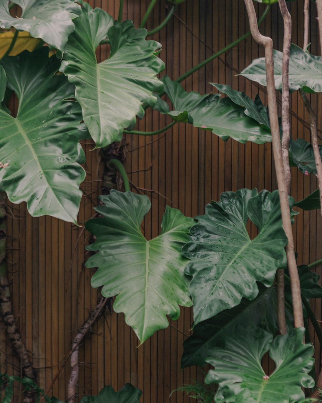 02 MBO Patina Maldives Leaves (1)