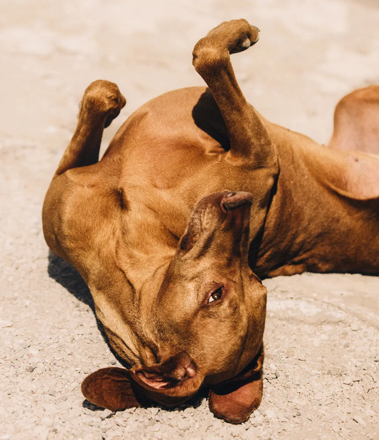 1303 Dog Rocabella