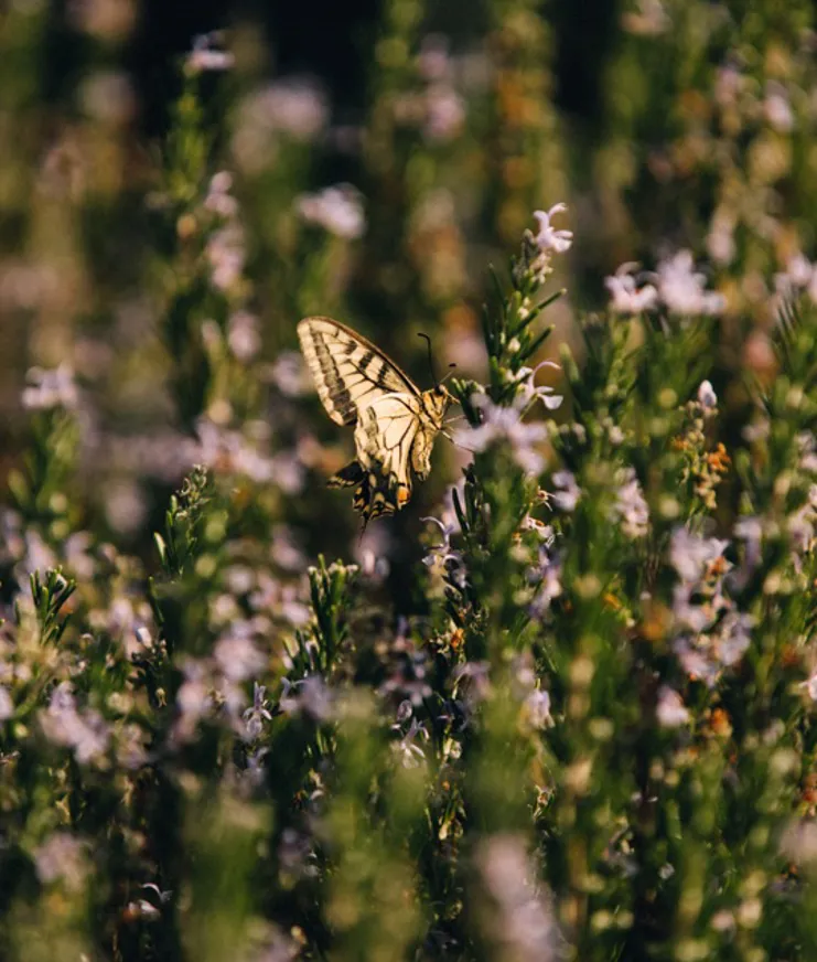 016 MBO Minos Art Beach