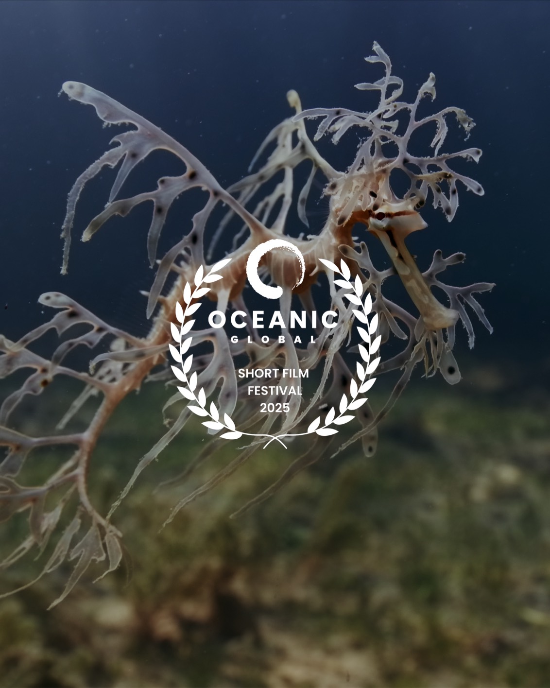 Oceanic Short Film Festival Quote Box Winners 04