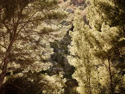 20 Culture Blogpost Fall Foliage