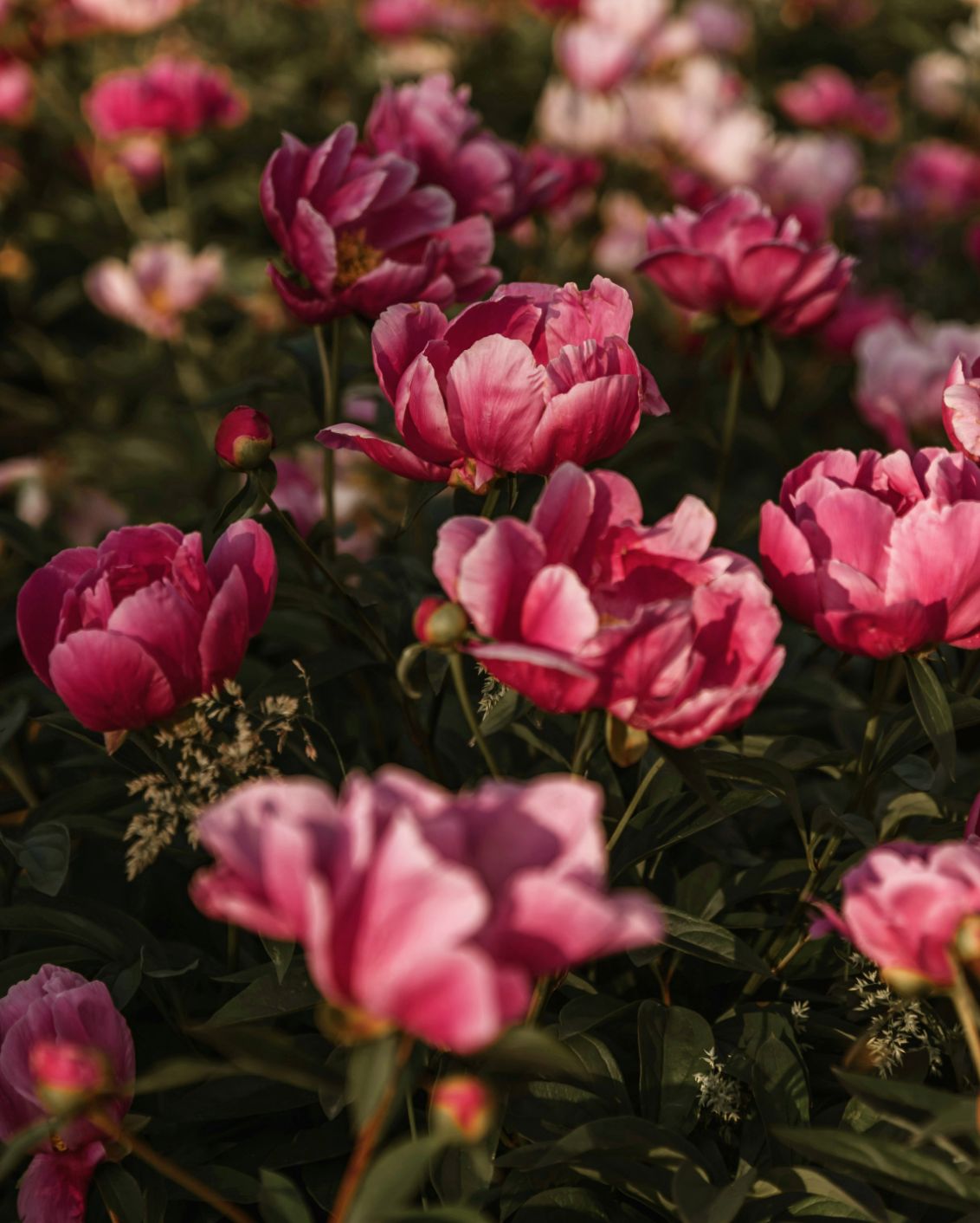 09 DH Flower Hot Spots In Spring France Peonies
