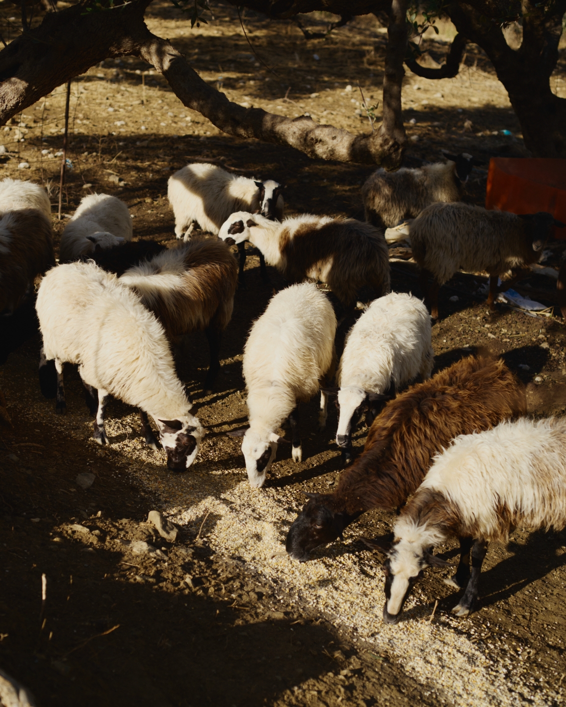 13B Originals Tella Thera