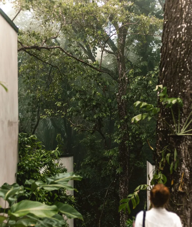 02 Sneak Peak Esh Hotel Jungle View