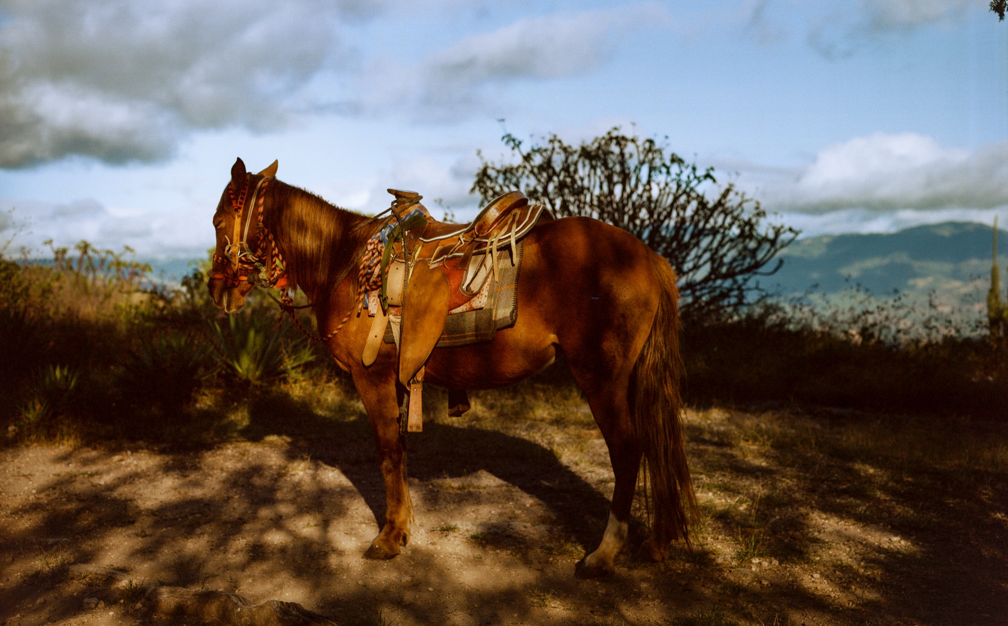 009C Mexico Oaxaca Horse