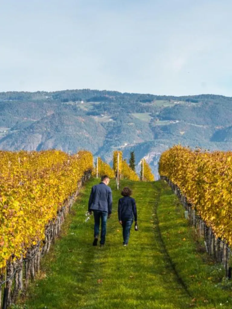 Destination South Tyrol Green Box Wine Abraham 02