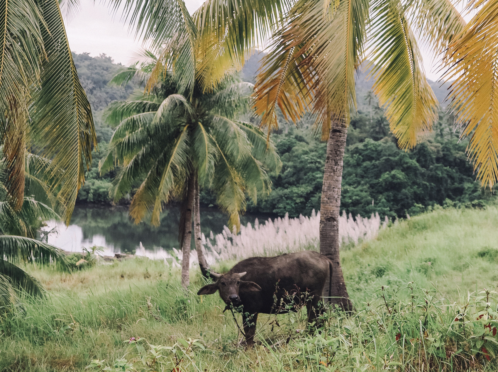 003 Kimamaya By Odin Cow