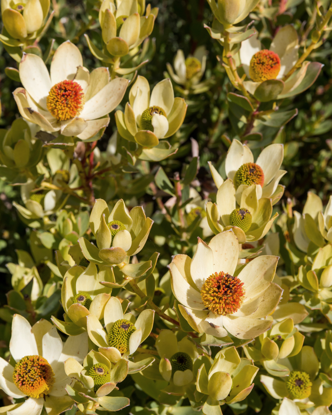 008 Timber Cove Resort Flowers