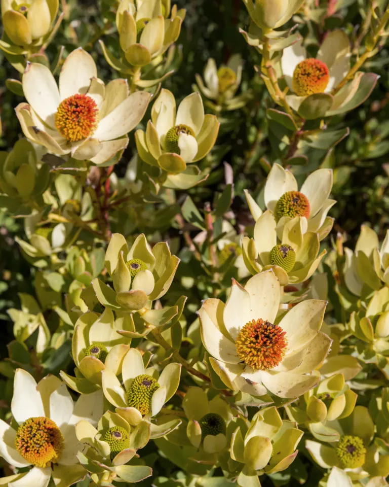 008 Timber Cove Resort Flowers