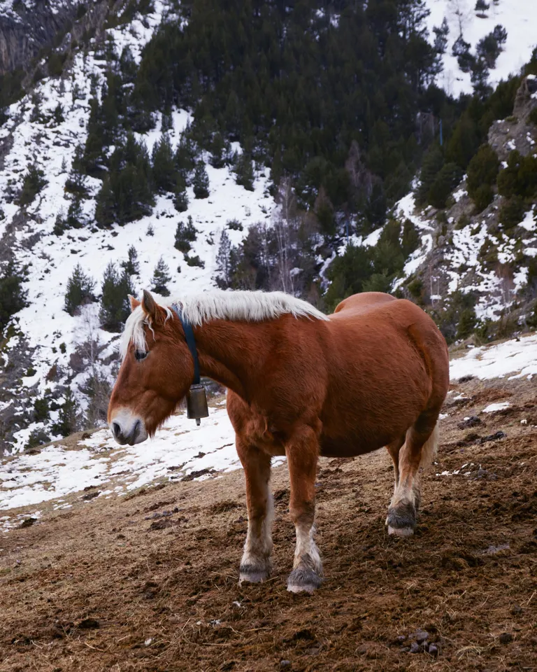 012 L Ovella Negra Nature Mountains Pony