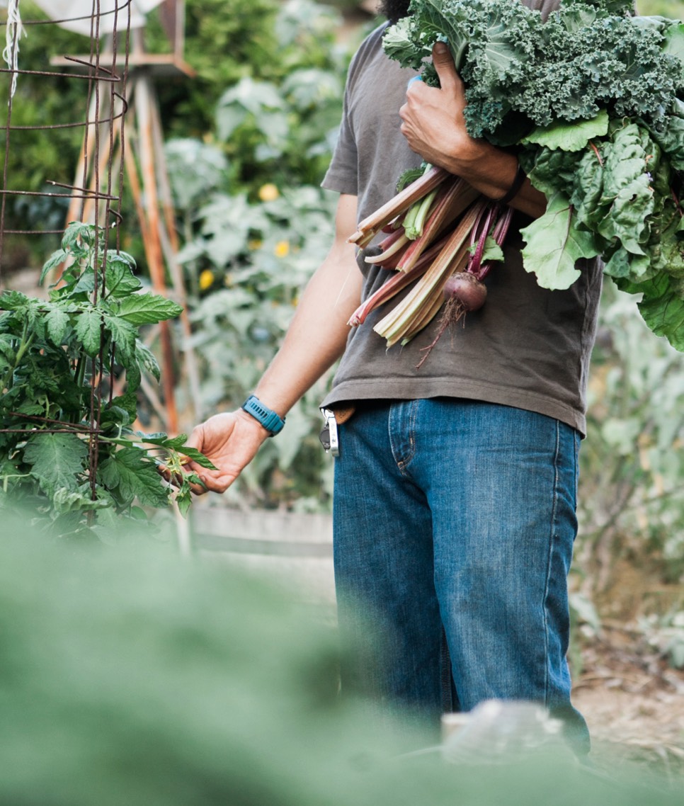 Kale And Tomatoes Guy