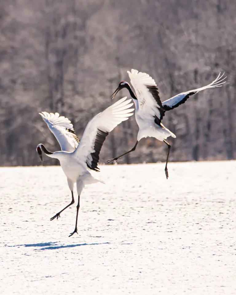 Skiing Niches Japanese Cranes