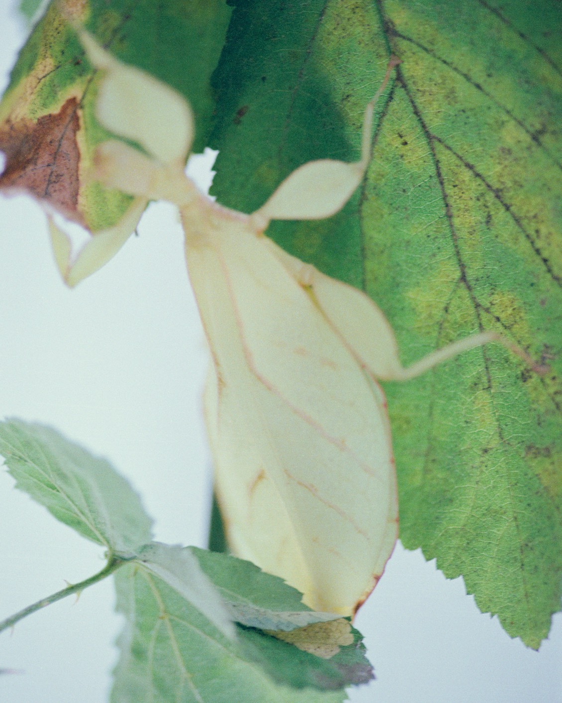 DH Culture BP Arianna Lago 04