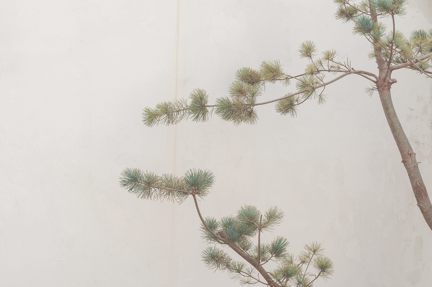 Sneak Peak K5 Plant Detail 02