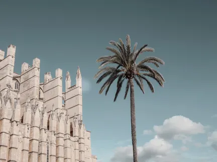 Nobis Conceptio Palma City