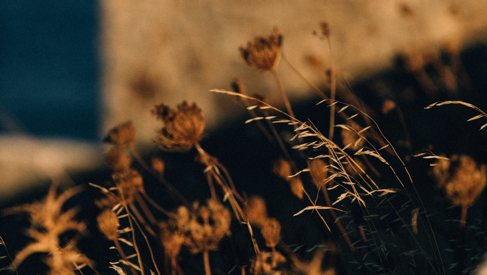 MBO Roi Kalfopoulou Rocabella Dry Flowers 03