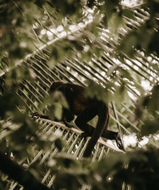 04 Sneak Peak Esh Hotel Destination Monkey Jungle