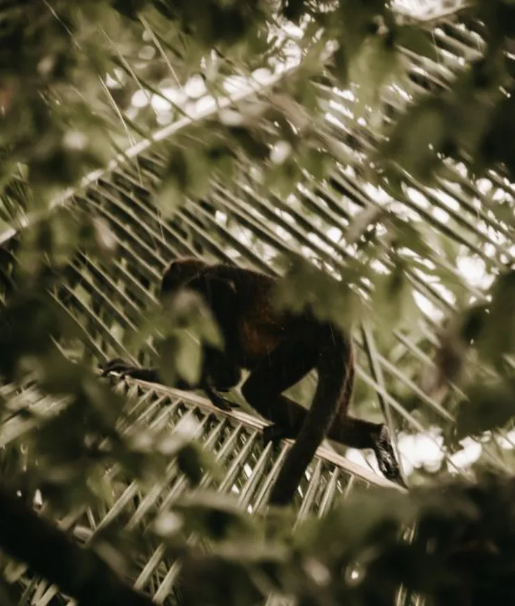 04 Sneak Peak Esh Hotel Destination Monkey Jungle