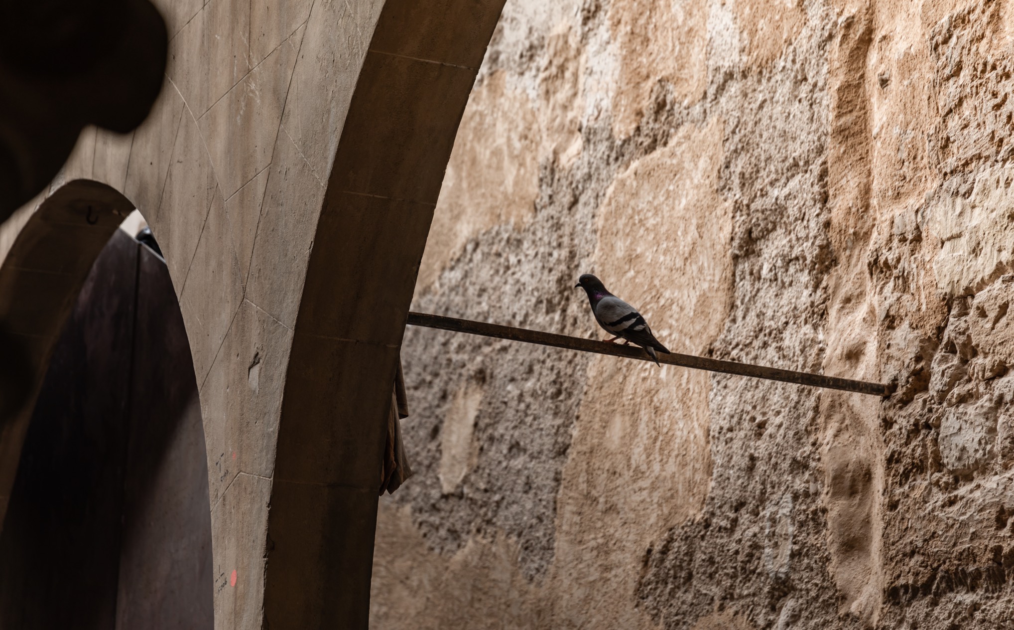 015 SP Nobis Palma Carousel 04 (1)