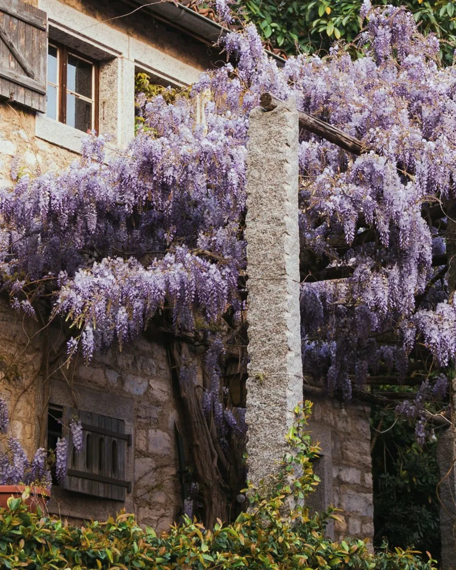 01 DH Flower Hot Spots In Spring KV