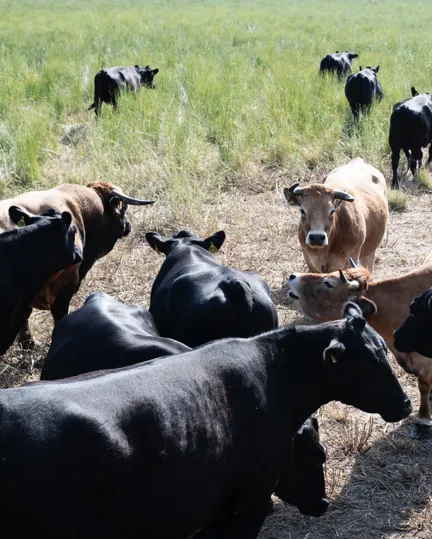 002 Biodynamics Vineyards Cattle