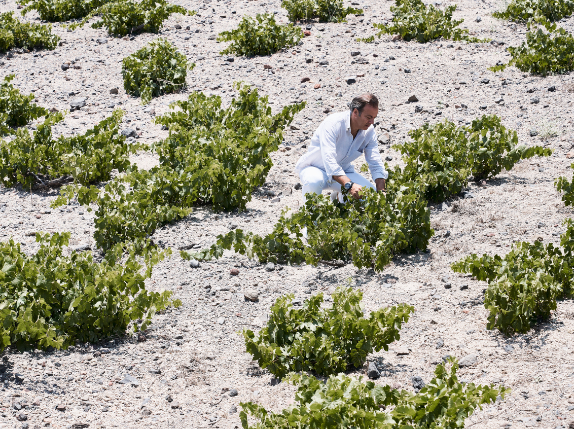 002 Istoria Antonis Eliopoulos Wineyard