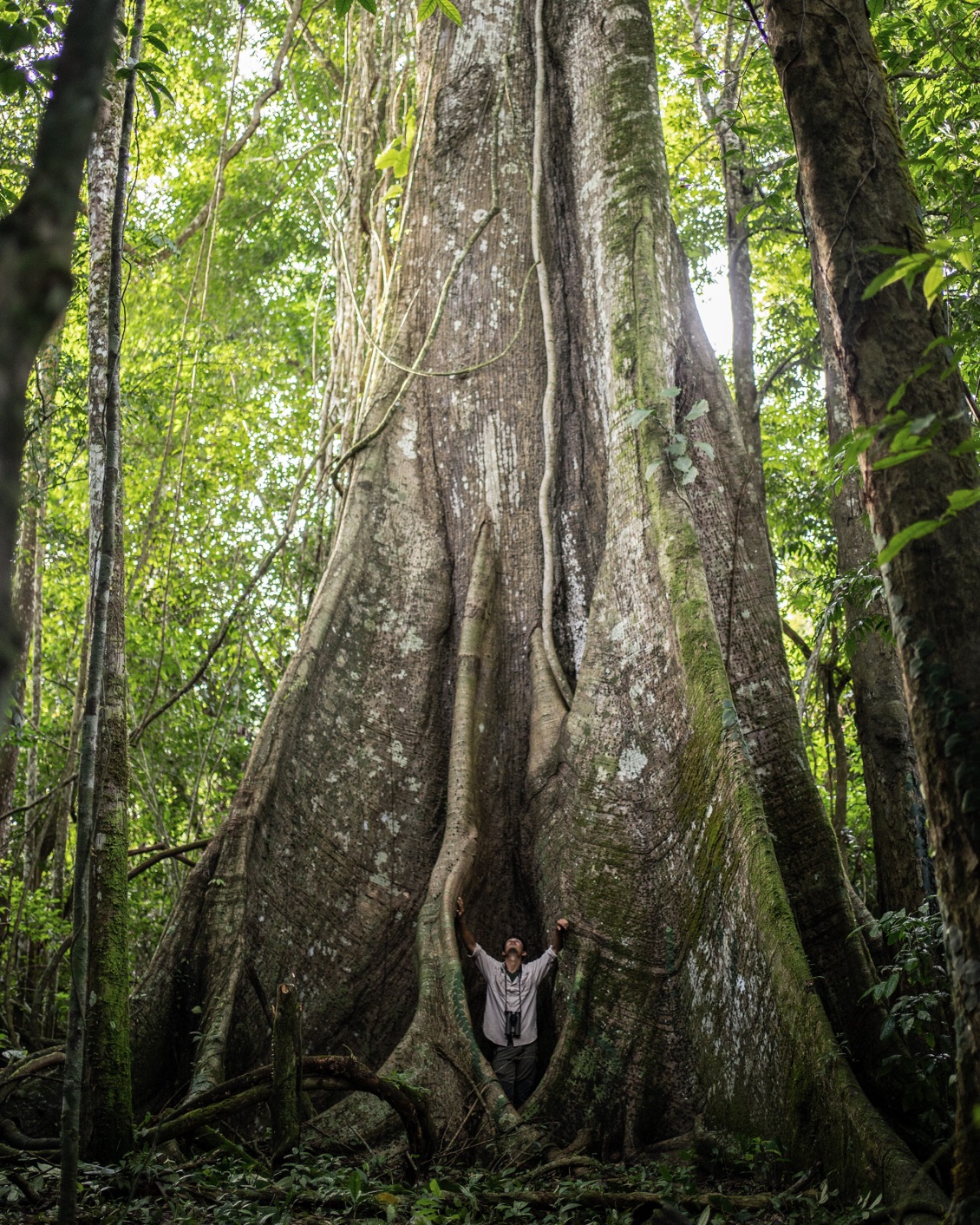 11 Trippin Ethical Ecotourism Jungle Tree