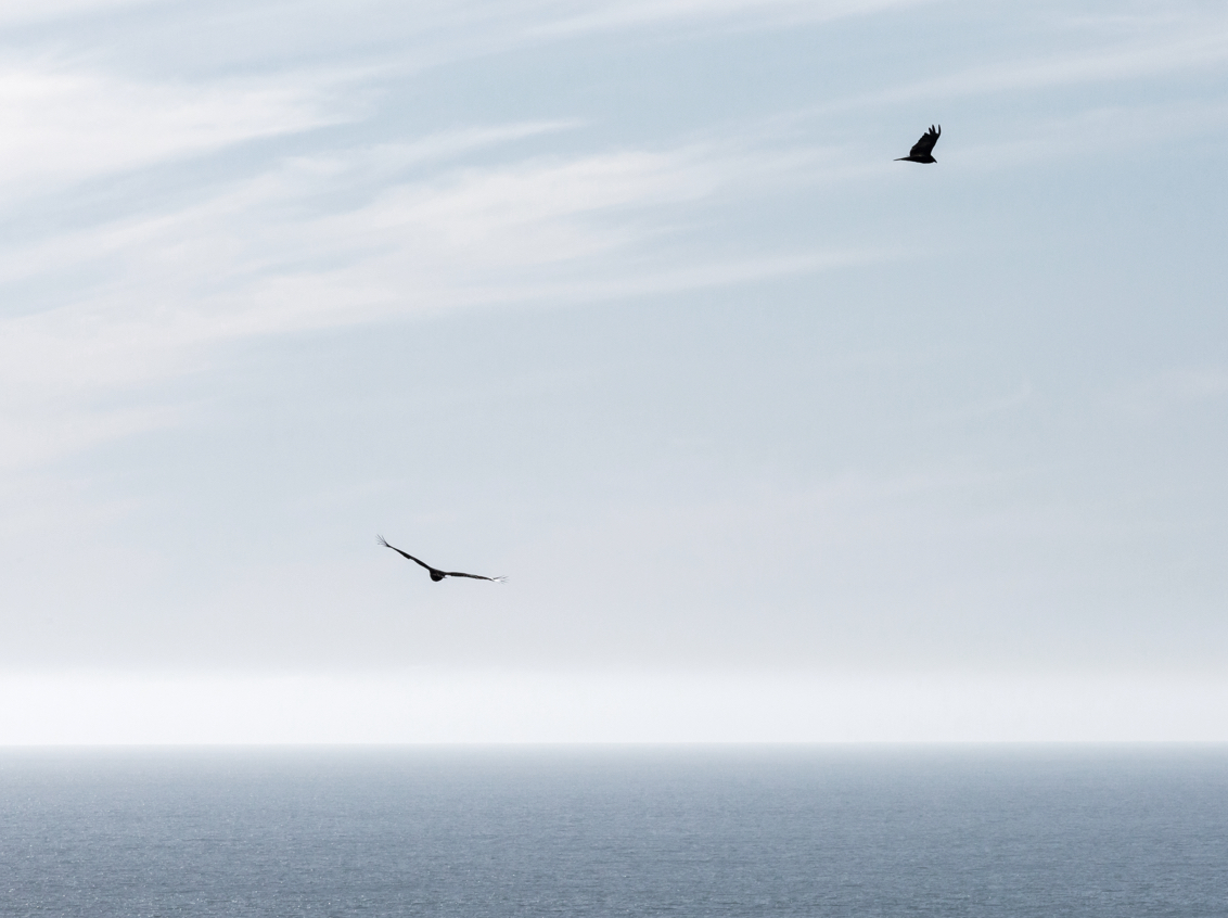 007 Timber Cove Resort Ocean Birdsl