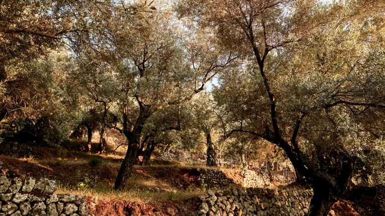 14 Destination Mallorca Soller Olive Trees