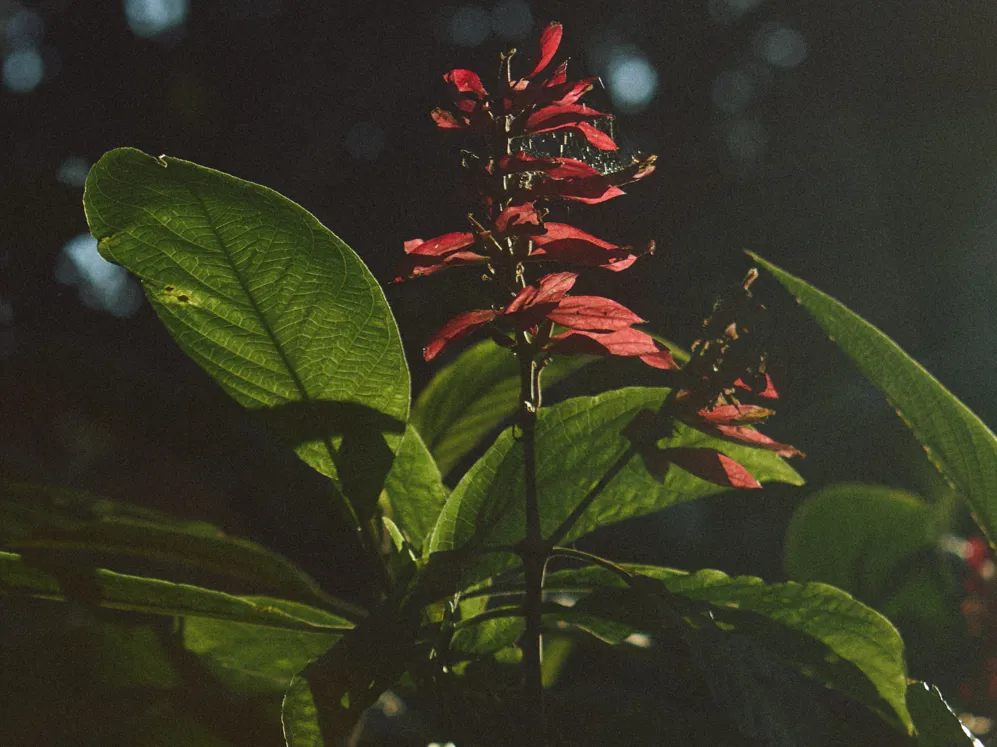 01 Directions Costa Rica