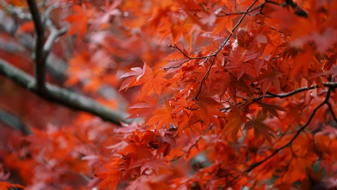 DH Japan Bullet Train 05