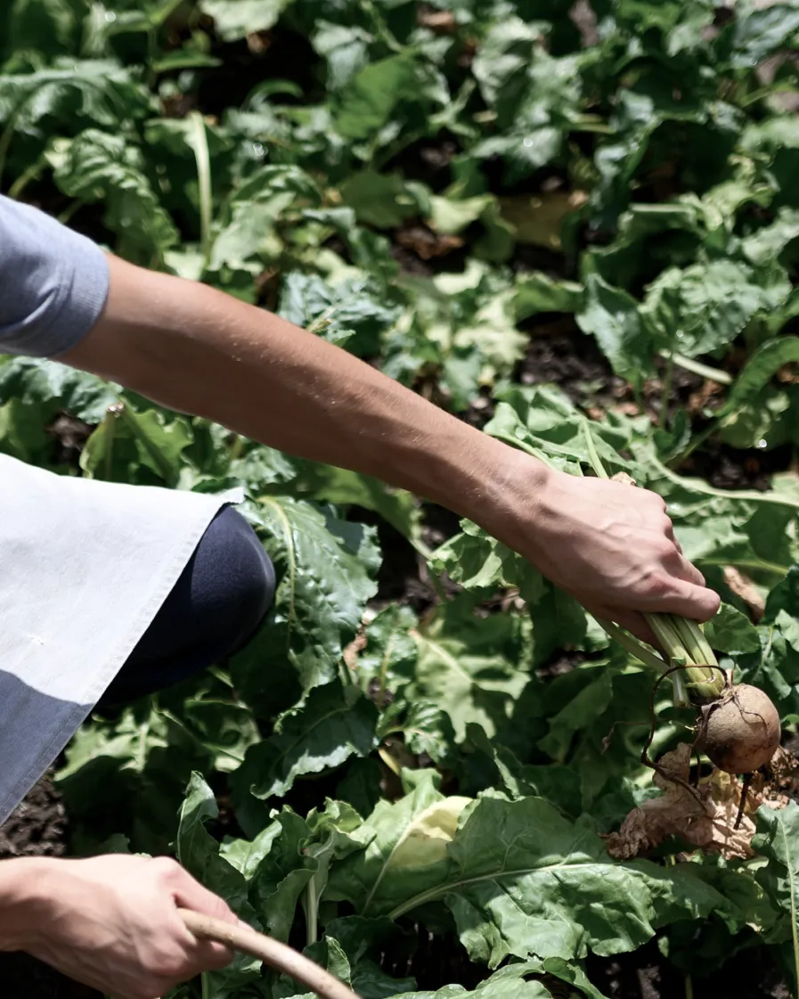 Culture Teaser Farm To Table (1)