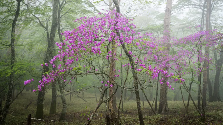 05 DH Flower Hot Spots In Spring South Korea Azaleas