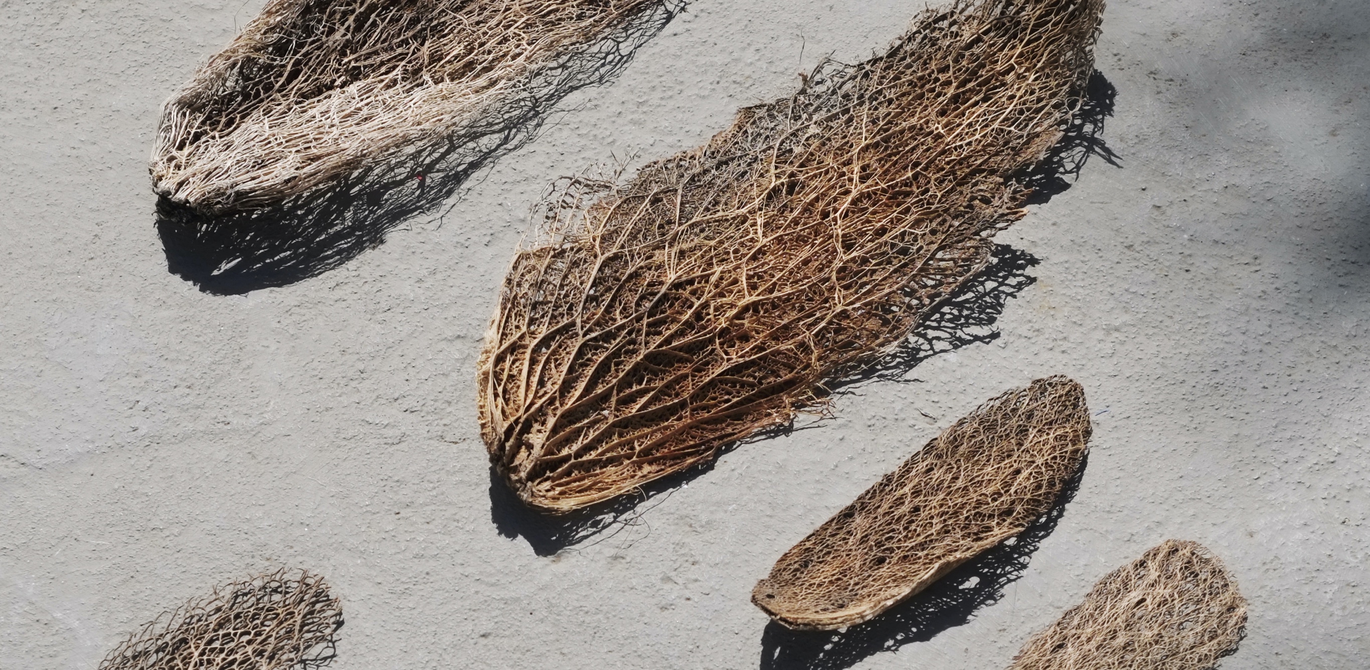 BP My Private Oddyssey Headeer