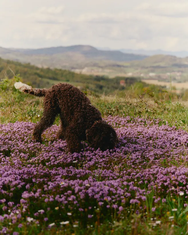 016 MBO Vocabolo Moscatelli (1)