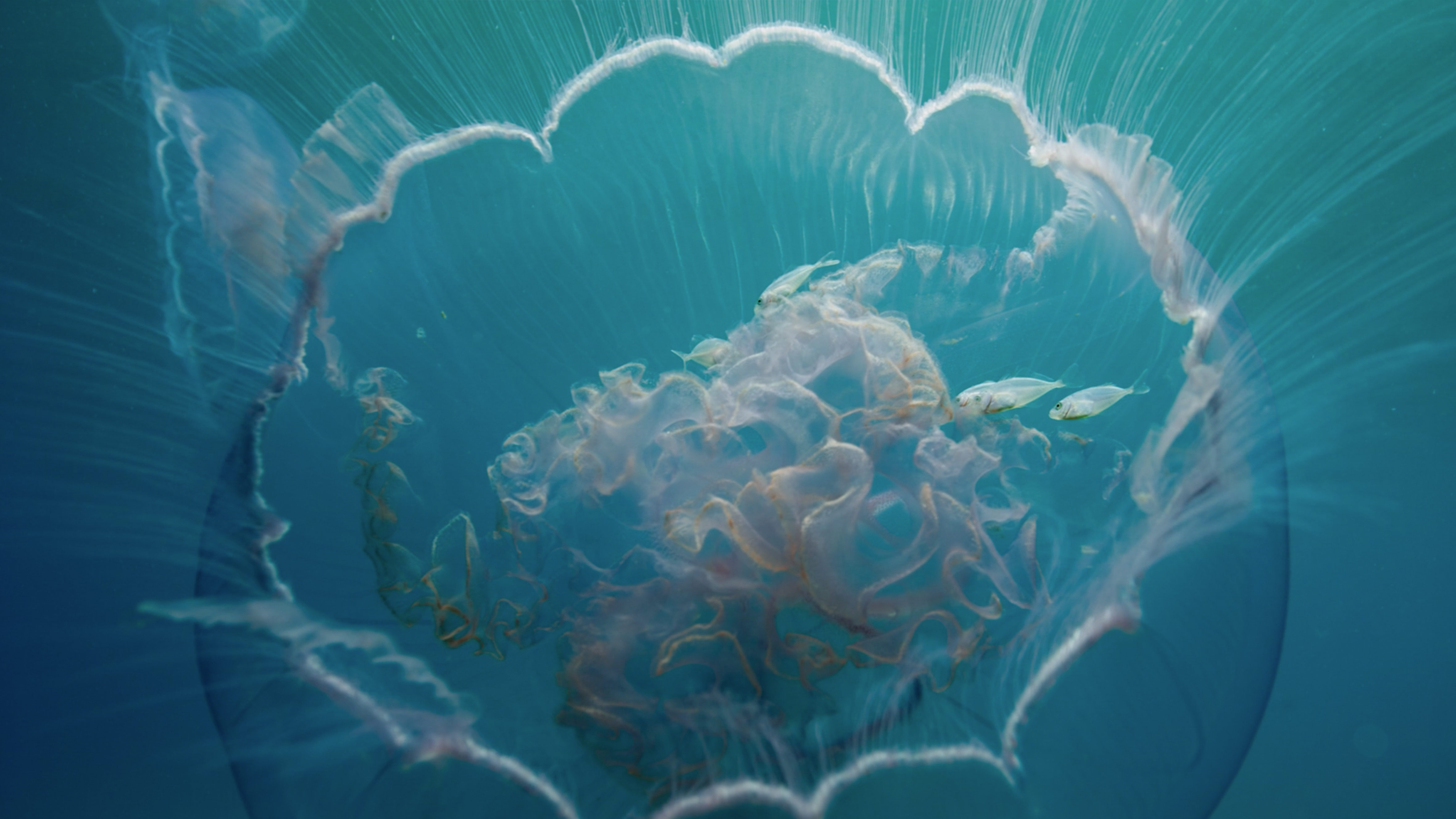 Oceanic Global Film Festical 2026 KV Image Without Logo