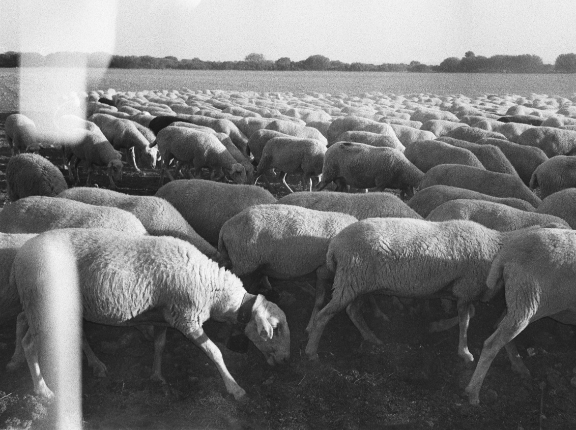 06 CJ Agnieszkaowsiany