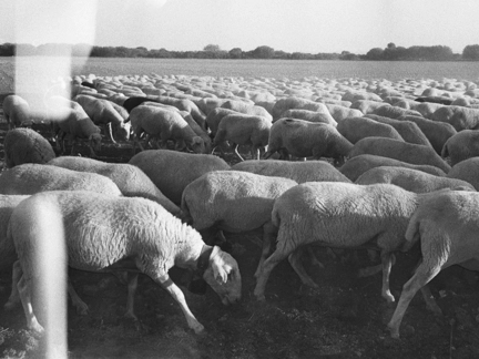 06 CJ Agnieszkaowsiany