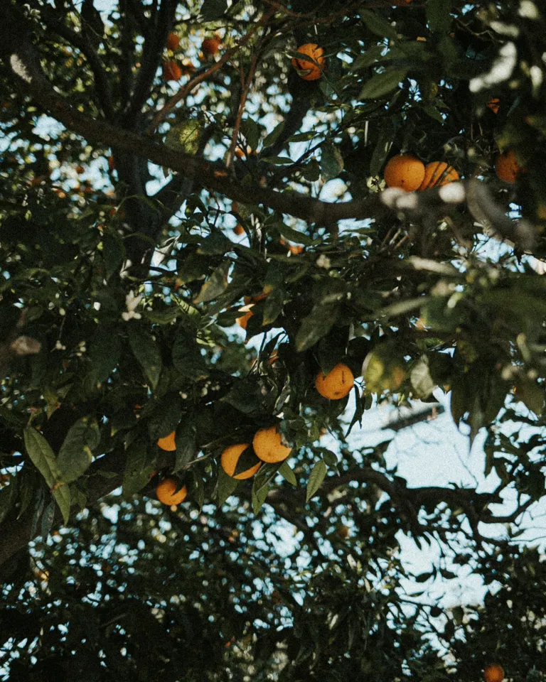 12 Destination Mallorca