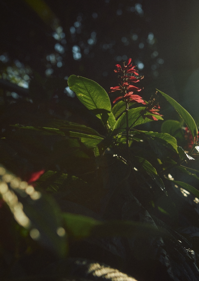 T Default Directions Costa Rica