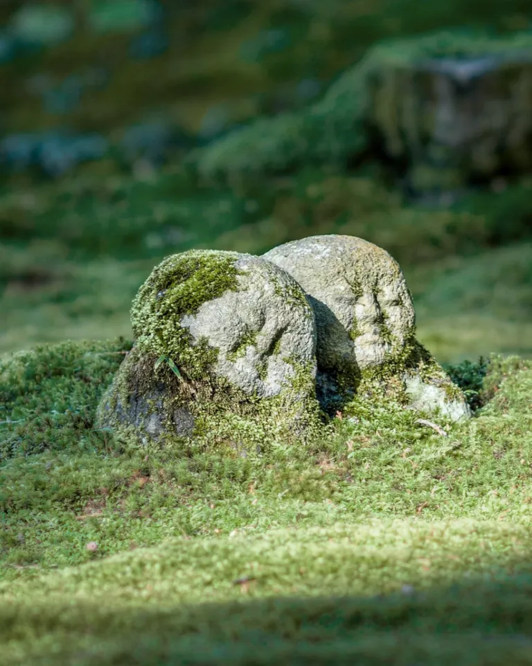 DH Japan Bullet Train 08