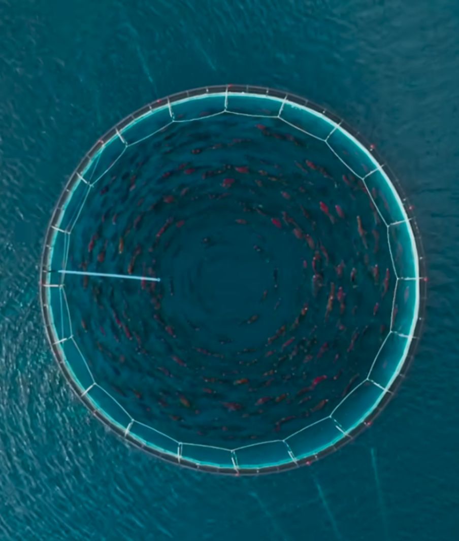03 Oceanic Global Film Festival Winning Films Wild Summon 3