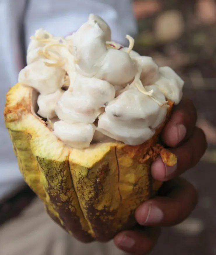 Boucan By Chocolat 02