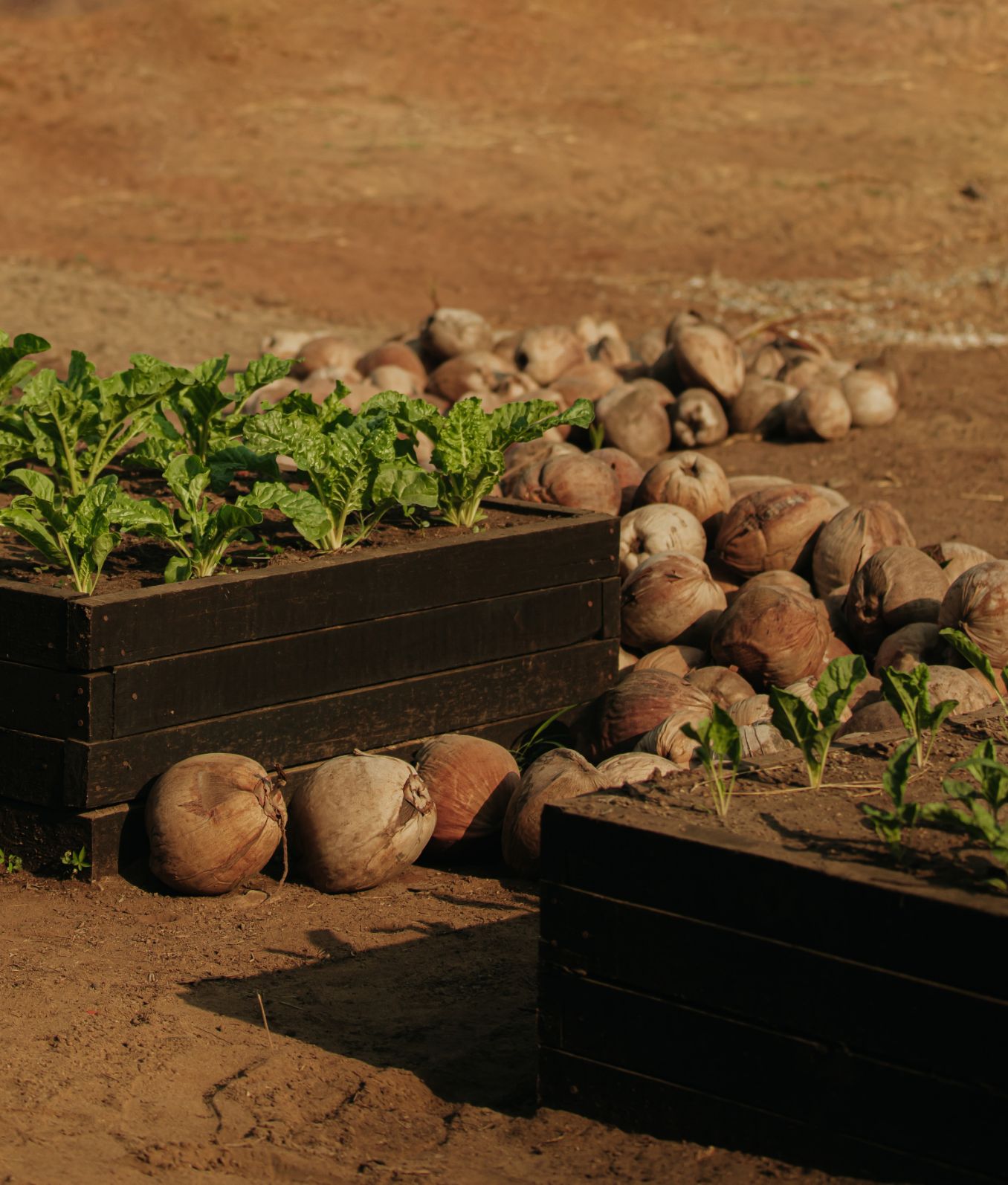 Musa Theme Box 02 Farm To Table 2