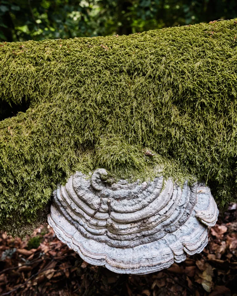 009 Seezeitlodge Woods Nature Detail 01