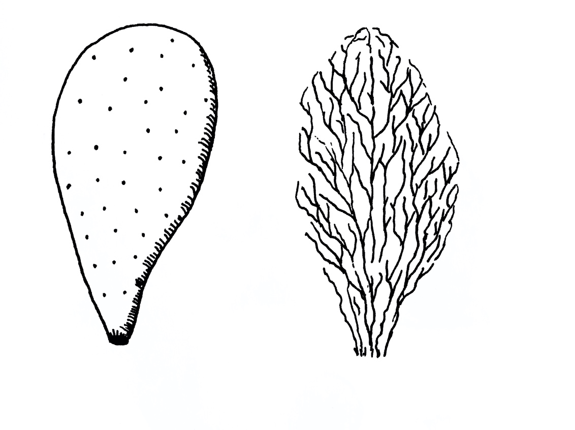 BP My Private Oddyssey 04