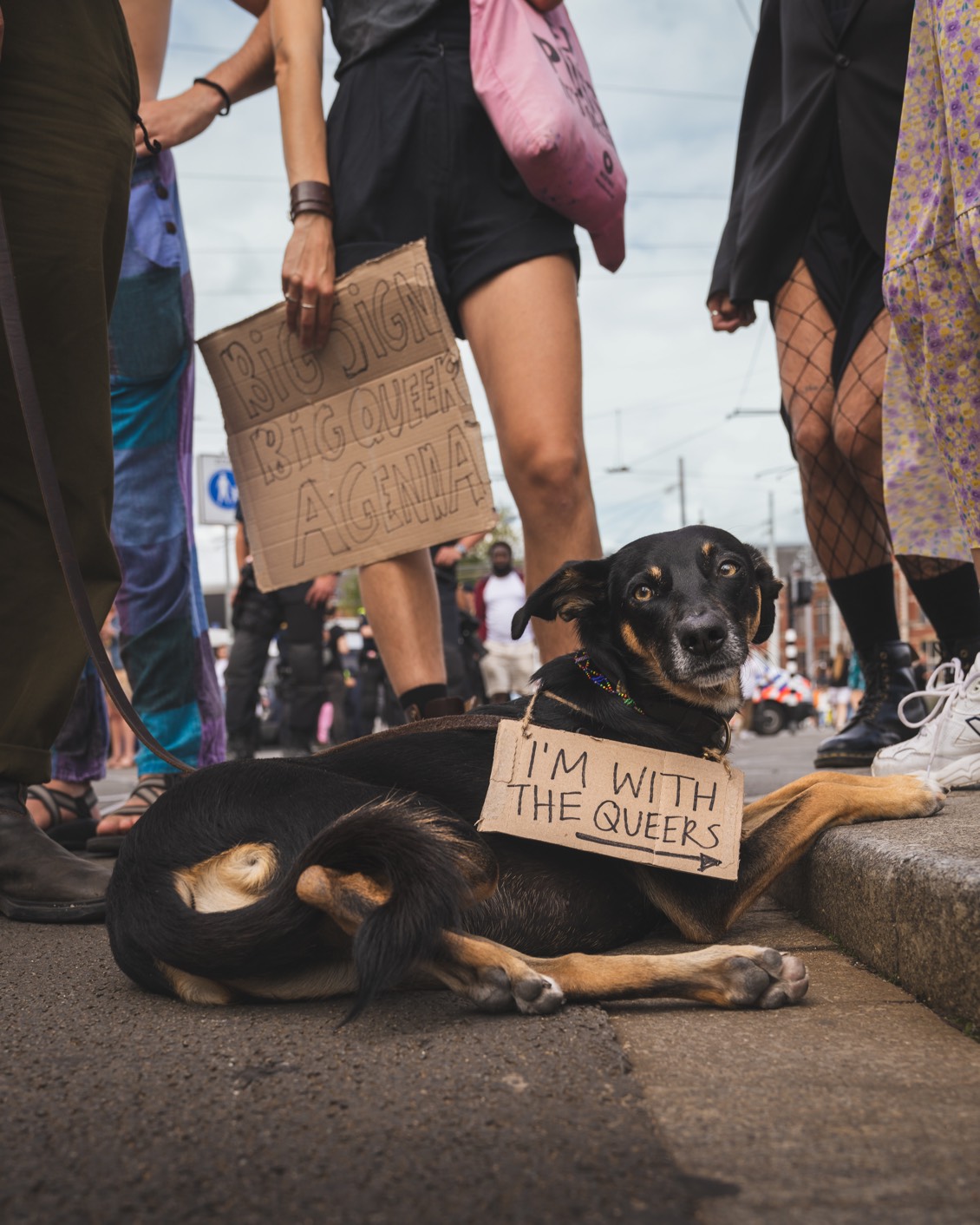 010 BP Pride 2022 Dog