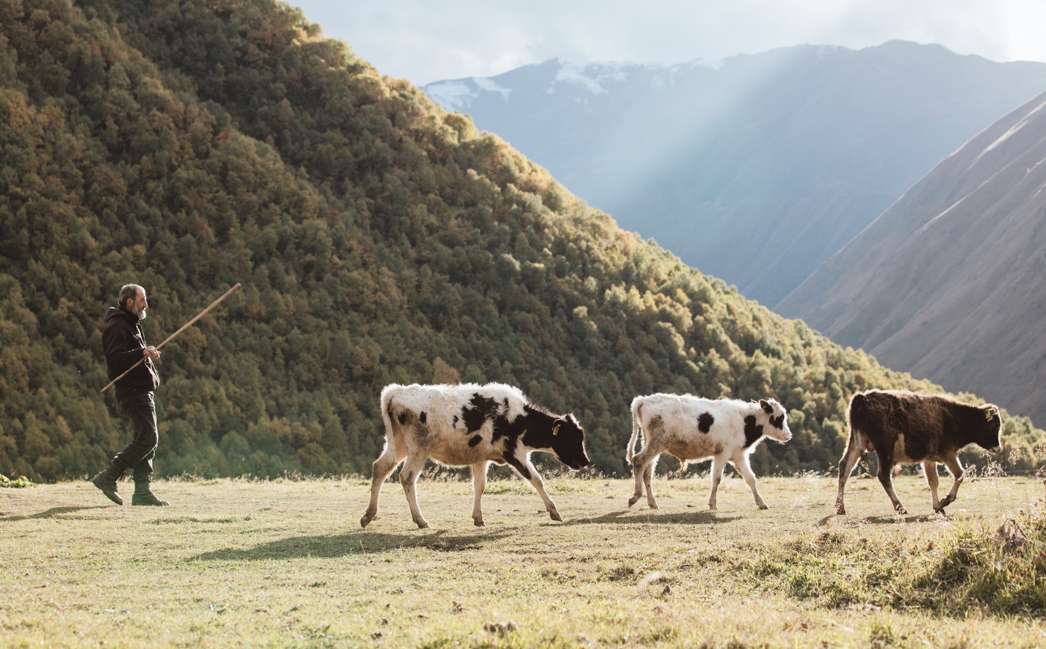 Georgia Slideshow Cows